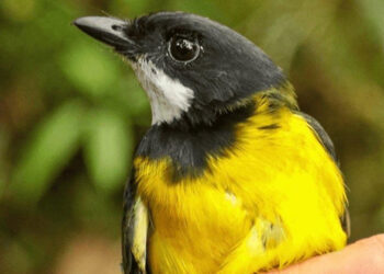 മരണത്തിന്റെ പക്ഷികള്‍; ഈ പക്ഷികളെയൊന്ന് തൊട്ടാല്‍ മതി, ഉടനടി മരണം തേടിയെത്തും