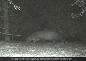 ആ വിചിത്രജീവി ഏതാണ്? അമേരിക്കയിലെ പാർക്കിൽ രാത്രിയിലെത്തിയ അജ്ഞാത ജീവി; ഉത്തരം തേടി  ഉദ്യോഗസ്ഥർ