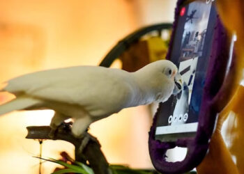 തത്തമേ പൂച്ച പൂച്ചയും കടുവ കടുവയും ഒക്കെ എന്ത്, തത്തകള്‍ വീഡിയോ കോള്‍ ചെയ്യാന്‍ വരെ പഠിച്ചുകഴിഞ്ഞു