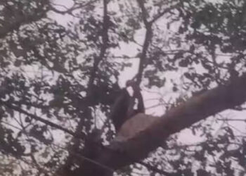 പരാതി കൊടുക്കാൻ പോയ ട്രാൻസ്ജെൻഡർ യുവതിയോട് പെട്രോൾ ഒഴിച്ച് ചത്തോയെന്ന് സിഐ; പിന്നാലെ പോലീസ് സ്റ്റേഷന് മുന്നിലെ ആൽമരത്തിൽ കയറി ആത്മഹത്യാ ഭീഷണി