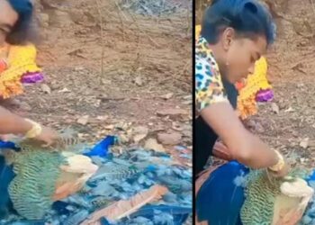 മയിലിനെ ക്രൂരമായി പീഡിപ്പിച്ച് യുവാവ് ; കേസെടുത്തതോടെ ഒളിവിൽ