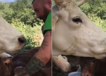 തന്റെ കുഞ്ഞിനെ പ്രസവിക്കാൻ സഹായിച്ച മനുഷ്യനോട് സ്‌നേഹം പ്രകടിപ്പിച്ച് അമ്മപ്പശു; വൈറലായി വീഡിയോ