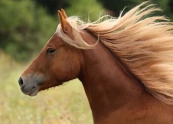 കുതിരയുടെ വാലും ശരീരവും ചീകിയൊതുക്കി സുന്ദരനാക്കി നിർത്തുക; ഒരു ദിവസം 1,20,000 രൂപ വരെ ശമ്പളം വാങ്ങാം