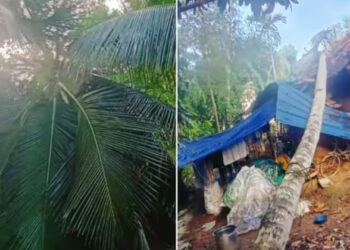 ശക്തമായ കാറ്റും മഴയും; തിരുവനന്തപുരത്ത് വീടിന് മുകളിലേക്ക് തെങ്ങ് കടപുഴകി വീണു; വീട്ടുകാർ രക്ഷപ്പെട്ടത് തലനാരിഴയ്ക്ക്