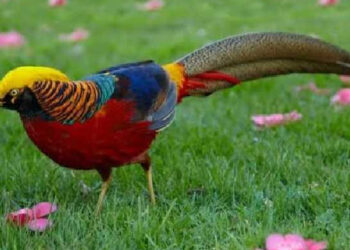 തൃശ്ശൂർ മൃഗശാലയിൽ നിന്നും പക്ഷിയെ കാണാതായി