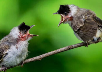 ‘വിവാഹമോചനം’ പക്ഷികളിലും വർദ്ധിക്കുന്നു;ബ്രേക്ക്അപ്പുകളുടെ കാരണങ്ങൾ കണ്ടെത്തി ഗവേഷകർ