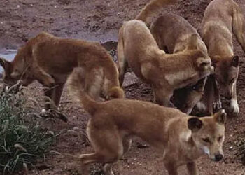 നായക്കൂട്ടം പാഞ്ഞെടുത്തു; സ്വയരക്ഷയ്ക്കായി കടലിൽ ചാടി യുവതി; എയർലിഫ്റ്റ് ചെയ്ത് രക്ഷപ്പെടുത്തി