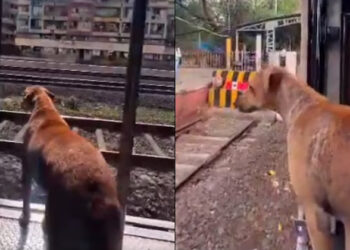 തെരുവില്‍ തന്നെ കഴിഞ്ഞാ മതിയോ ഞങ്ങള്‍ക്കും യാത്രകള്‍ വേണ്ടേ, കാഴ്ചകള്‍ ആസ്വദിച്ച് നായയുടെ ട്രെയിന്‍ സവാരി, സ്‌റ്റേഷനെത്തിയപ്പോള്‍ കൂളായി ഇറങ്ങി