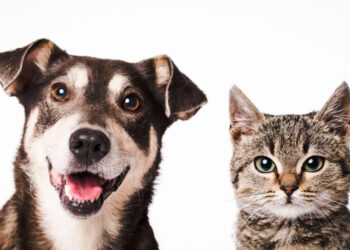 നായ, പൂച്ച മാംസങ്ങൾ ഇനി വിൽപ്പനയ്ക്കില്ല ; ചരിത്രം കുറിക്കാൻ ടോമോഹോൺ എക്‌സ്ട്രീം മാർക്കറ്റ്