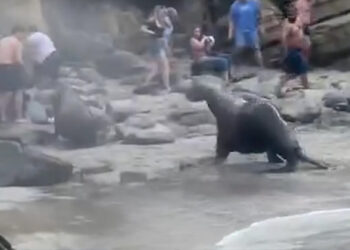 കടലിലെ സിങ്കം ഡാ, സാന് ഡിയാഗോയില് വിനോദ സഞ്ചാരികളെ ‘പറപ്പിച്ച്’ നീര്നായകള്