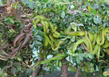 ഇക്കാണുന്നത് വള്ളിച്ചെടികളല്ല, അസ്സല്‍ പാമ്പുകള്‍! വിയറ്റ്‌നാമിലെ ഡോങ് താം പാമ്പ് ഫാം അഥവാ ‘ഗാര്‍ഡന്‍ ഓഫ് സ്നേക്സ്’