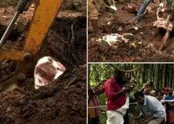 കാട്ടാനയെ കൊന്ന് കുഴിച്ചിട്ട സംഭവം; തോട്ടം ഉടമ ഉൾപ്പെടെ 2 പേർ കീഴടങ്ങി