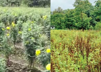 കണ്ണൂരിൽ പൂ മോഷണം; ഓണക്കാലം ലക്ഷ്യമിട്ട് തൊഴിലുറപ്പുകാർ കൃഷി ചെയ്ത ചെണ്ടുമല്ലിപ്പൂക്കൾ മോഷ്ടിച്ചു