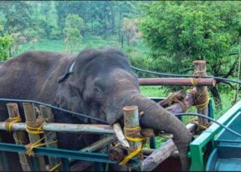 ധോണി , അരിക്കൊമ്പൻ ദൗത്യങ്ങൾ ; കേരളം 33 ലക്ഷം രൂപ ചെലവഴിച്ചെന്ന് വിവരാവകാശരേഖ