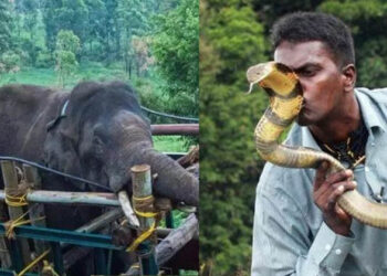 അരിക്കൊമ്പനായി കൂട്ടപ്രാർത്ഥന; തിരികെ എത്തിക്കാൻ ഏതറ്റം വരേയും പോകുമെന്ന് വാവ സുരേഷ്