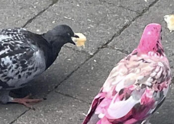 പിങ്ക് പ്രാവിനെ കണ്ടിട്ടുണ്ടോ? വംശനാശം വന്ന വിഭാഗമോ അതോ ചായം പൂശിയതോ? ചർച്ചകൾ സജീവം