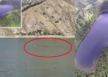 50 അടി നീളം, വെള്ളി നിറം; തടാകത്തിൽ പതിയിരിക്കുന്ന ഭീമാകാരനായ ജീവിയ്ക്കായി അന്വേഷണം