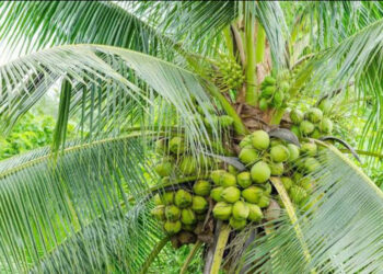 കേരം തിങ്ങും ഗുജറാത്ത് നാട്! ; നാളികേര കൃഷിയിൽ റെക്കോർഡ് വർദ്ധനവ് രേഖപ്പെടുത്തി ഗുജറാത്ത്