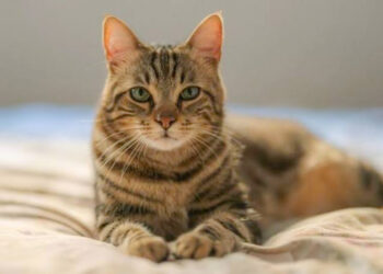 പൂച്ചകൾ മനുഷ്യർക്ക് കാഴ്ചത്തകരാർ ഉണ്ടാക്കുമോ?! പൂച്ചകൾ വഴി മനുഷ്യരിലേക്ക് ടോക്സോപ്ലാസ്മ പാരസൈറ്റ്സ് പകരുന്നതായി പഠനഫലം