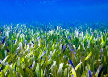 ലോകത്തിലെ ഏറ്റവും വലിയ സസ്യത്തെ കണ്ടെത്തി ; 180 കിലോമീറ്റർ നീളം ; 4500 വർഷത്തോളം പ്രായം