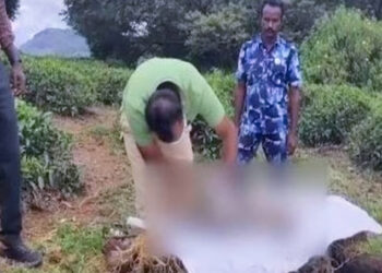 കടനാട് റിസര്വ് വനത്തിൽ നാല് കടുവ കുഞ്ഞുങ്ങൾ ചത്ത നിലയിൽ ; കണ്ടെത്തിയത് 45 ദിവസം മാത്രം പ്രായമുള്ള കടുവ കുഞ്ഞുങ്ങളെ