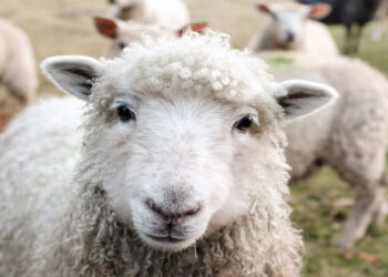 കിറുങ്ങിച്ചുറ്റി ആടുകൾ; കഴിച്ചു തീർത്തത് 100 കിലോ കഞ്ചാവ്