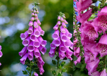 കാണാൻ അതിസുന്ദരി, ഹൃദയാഘാതത്തിന് കാരണമാകും; പൂന്തോട്ടത്തിൽ ഈ ചെടിയുണ്ടെങ്കിൽ ഒന്ന് സൂക്ഷിച്ചോളൂ