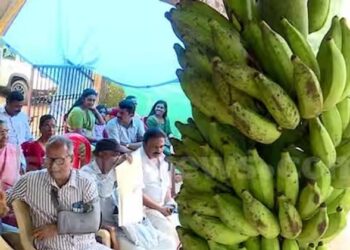 പൊന്നുംവിലയ്ക്ക് മഞ്ഞക്കുറ്റി വാഴ; ലേലത്തിൽ താരമായി കെ റെയിൽ വിരുദ്ധ വാഴക്കുല; പിണറായിക്കായും ലേലം വിളി
