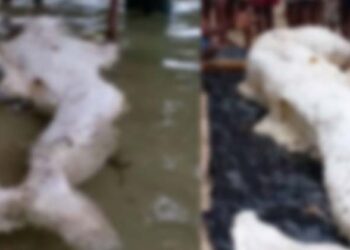 ഇതെന്താ മത്സ്യകന്യകയോ ? തീരത്തടിഞ്ഞ വികൃതരൂപിയെ കണ്ട് അത്ഭുതപ്പെട്ട് നാട്ടുകാർ