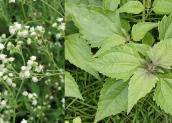 നാട് മുടിപ്പിക്കുന്ന കമ്യൂണിസ്റ്റ്,കോൺഗ്രസ് പച്ചകൾ; അധിനിവേശ സസ്യങ്ങൾ ഉണ്ടാക്കുന്നത് ഗുരുതര പ്രതിസന്ധികളെന്ന് പഠനം