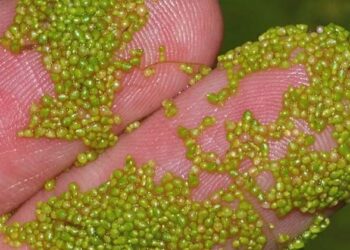 ബഹിരാകാശ യാത്രികർക്കുള്ള മികച്ച ഭക്ഷണം ഇതാ; ലോകത്തിലെ ഏറ്റവും ചെറിയ പൂച്ചെടി