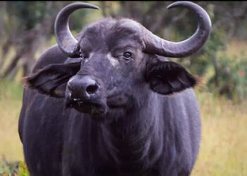 ഒന്നര ലക്ഷം രൂപയുടെ സ്വർണ്ണം എരുമ വിഴുങ്ങി ; ഒടുവിൽ ട്വിസ്റ്റ്