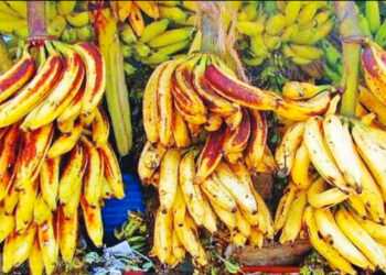 വെറും വയറ്റിൽ നേന്ത്രപ്പഴം കഴിക്കാമോ? ; അരുതെന്ന് ആരോഗ്യവിദഗ്ധർ ; കാരണം അറിയാം