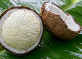 നമുക്ക് ‘പൊങ്ങ്’ അവർക്ക് കോക്കനട്ട് ആപ്പിൾ; ഹൃദ്രോഗത്തിനും രോഗപ്രതിരോധശേഷിക്കും പ്രകൃതി ഒരുക്കിയ അത്ഭുതമരുന്നിന്റെ ഗുണങ്ങളായിരമത്രേ!