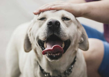 വളർത്തു നായ്ക്കൾ യുവതിയെ കടിച്ചു; കന്നഡ നടൻ ദർശനെതിരെ കേസ് എടുത്ത് പോലീസ്