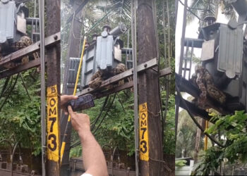നേരം വെളുത്തപ്പോൾ ട്രാൻസ്‌ഫോർമറിൽ ചുറ്റിവരിഞ്ഞ് പെരുമ്പാമ്പ്; ആളുകൂടിയപ്പോൾ ഇറങ്ങാൻ വഴിയില്ലാതെ പെട്ടു; ഒടുവിൽ രക്ഷയായത് വനംവകുപ്പ്