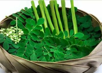 മുരിങ്ങയെന്ന കേമൻ;മുടി പനങ്കുല പോലെ,മുഖം ചന്ദ്രനെപോലെ,ഹൃദയം ചിരിക്കും; അറിയാം നിങ്ങളറിയാത്ത ഗുണങ്ങൾ