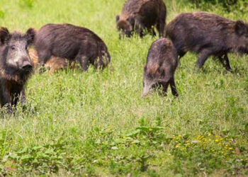 വന്യമൃഗശല്യം; ഉപേക്ഷിക്കേണ്ടിവന്നത് രണ്ടേക്കർ ഭൂമി; കണ്ണൂരിൽ കർഷകൻ ജീവനൊടുക്കി
