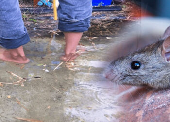 കഴിഞ്ഞ ഒരു മാസത്തിനിടയിൽ കേരളത്തിൽ എലിപ്പനി ബാധിച്ചു മരിച്ചവരുടെ എണ്ണം 50 കടന്നു ; ജാഗ്രത വേണമെന്ന് ആരോഗ്യവകുപ്പ്