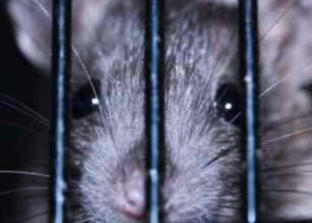 പോലീസ് സ്റ്റേഷനിൽ സൂക്ഷിച്ചിരുന്ന മദ്യക്കുപ്പികൾ എലി കരണ്ട് നശിപ്പിച്ചു ; എലിയെ അറസ്റ്റ് ചെയ്ത് പോലീസ്