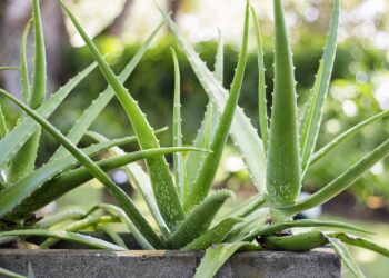 Close up Aloe Vera Plant, outdoor pots