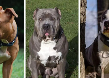 അപകടകാരികളായ നായകളുടെ ലൈസന്‍സ് നിരോധിക്കണം; മൂന്നുമാസത്തിനുള്ളില്‍ തീരുമാനമെടുക്കണമെന്ന് താക്കീതുമായി ഹൈക്കോടതി