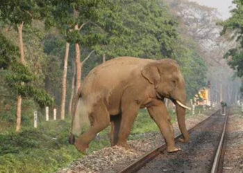 ട്രെയിനിടിച്ച് ആനകൾ ചെരിയുന്ന സംഭവം; ബംഗാളിലെ റെയിൽവേ ട്രാക്കുകളിൽ നിർമിതബുദ്ധി ഉപയോഗിച്ചുളള മുന്നറിയിപ്പ് സംവിധാനം ഏർപ്പെടുത്താൻ ആലോചന