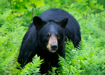 ഇടുക്കിയിൽ കരടിയുടെ ആക്രമണം ; ആദിവാസി യുവാവിന് പരിക്കേറ്റു