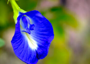 ശംഖുപുഷ്പം വെറുമൊരു പൂവല്ല ; ആയുർവേദത്തിലെ അത്ഭുത ഗുണങ്ങൾ അറിയാം