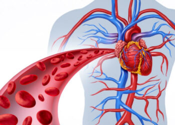 ക്ഷീണവും പേശി വേദനയുമുണ്ടോ? ശരീരത്തിലെ രക്തചംക്രമണം വർദ്ധിപ്പിക്കാൻ ഈ ഭക്ഷണങ്ങൾ കഴിച്ചാൽ മതി