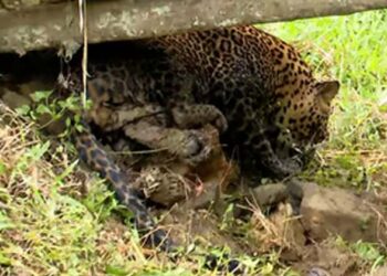 വയനാട്ടിൽ പുലിയെ അ‌വശനിലയിൽ കണ്ടെത്തി; അസുഖം ബാധിച്ച പുലിയെന്ന് സംശയം