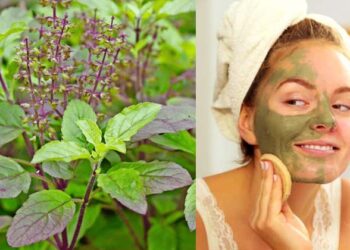 ചർമ്മത്തിൽ മാജിക് തീർക്കും തുളസി; മുഖക്കുരുവും പാടുകളും അകലെ;ഇങ്ങനെ ഉപയോഗിച്ചാൽ സംഗതി സൂപ്പറാ