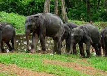 വയനാട് ജനവാസ മേഖലയില്‍ കാട്ടാനക്കൂട്ടം; തുരത്തി ഓടിച്ച് വനം വകുപ്പ് ഉദ്യോഗസ്ഥര്‍