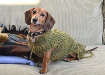 വയസായിട്ടും മക്കൾ തിരിഞ്ഞുനോക്കിയില്ല;കോടിക്കണക്കിന് രൂപ മൂല്യം വരുന്ന സ്വത്ത് വളർത്തുമൃഗങ്ങൾക്ക് ഇഷ്ടദാനം നൽകി വയോധിക